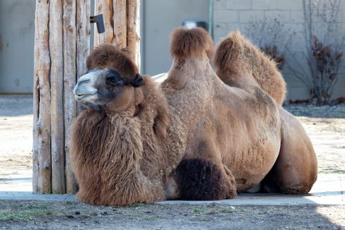 Z5E_1554-NEF_DxO_DeepPRIME_Nik-DeNoiseAI-standard_Nik_DxO