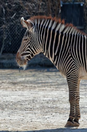 Z5E_1557_Nik-DeNoiseAI-standard_Nik_DxO