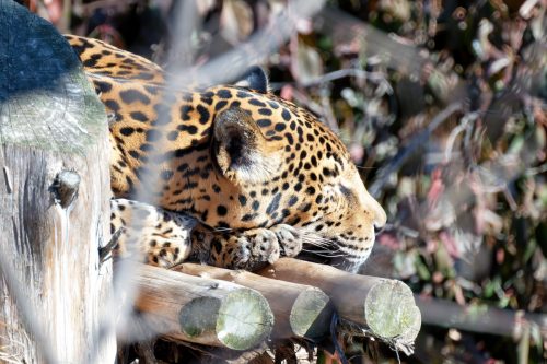 Z5E_1560-NEF_DxO_DeepPRIME_Nik-DeNoiseAI-standard_Nik_DxO