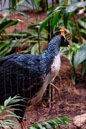 Z5E_1565_Nik-DeNoiseAI-standard_Nik_DxO