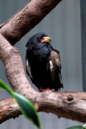 Z5E_1567_Nik-DeNoiseAI-standard_Nik_DxO