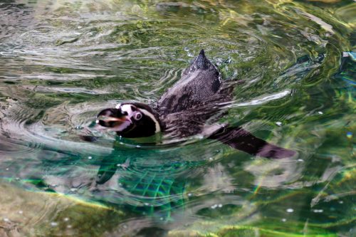 Z5E_1570_Nik-DeNoiseAI-standard_Nik_DxO