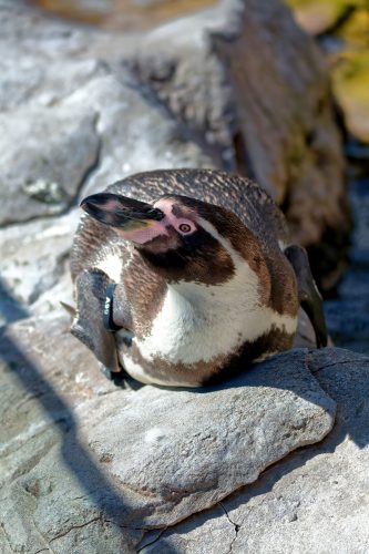 Z5E_1577-NEF_DxO_DeepPRIME_Nik-DeNoiseAI-standard_Nik_DxO