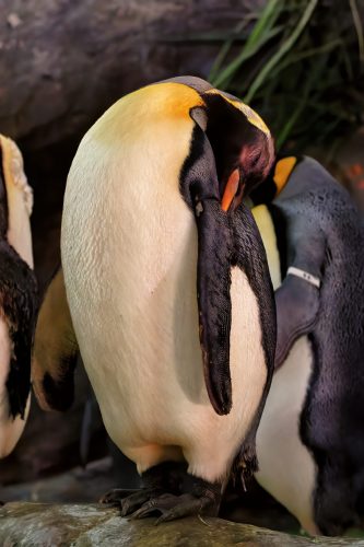 Z5E_1593-NEF_DxO_DeepPRIME_Nik-DeNoiseAI-standard_Nik_DxO