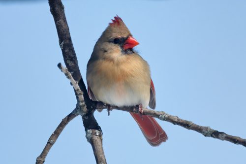 Z5E_1611_Nik-DeNoiseAI-standard_Nik_DxO