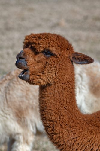 Z5E_1615-NEF_DxO_DeepPRIME_Nik_Nik_DxO