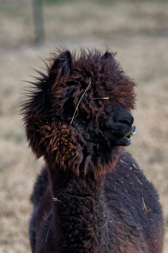 Z5E_1618-NEF_DxO_DeepPRIME_Nik-DeNoiseAI-clear_Nik_DxO