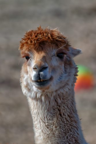 Z5E_1621-NEF_DxO_DeepPRIME_Nik-DeNoiseAI-clear_Nik_DxO