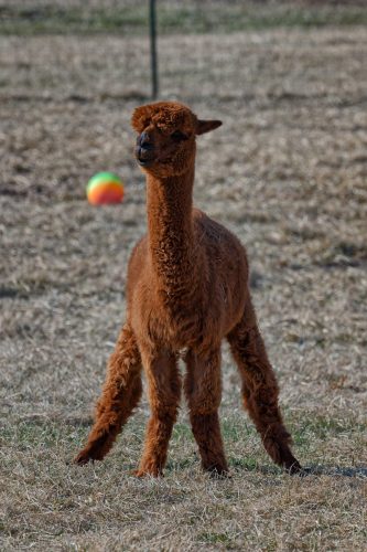 Z5E_1626-NEF_DxO_DeepPRIME_Nik_Nik_Nik_DxO