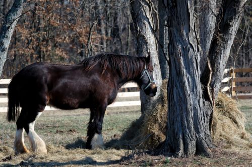 Z5E_1639-NEF_DxO_DeepPRIME_Nik-DeNoiseAI-standard_Nik_DxO