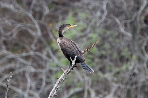 Z5E_1650_Nik-DeNoiseAI-standard_Nik_DxO