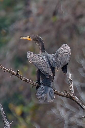 Z5E_1652_Nik-DeNoiseAI-standard_Nik_DxO_DxO