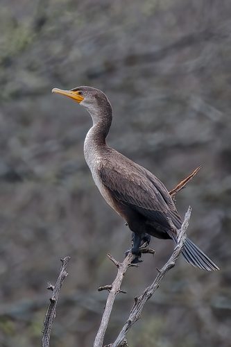 Z5E_1656_Nik-DeNoiseAI-standard_Nik_DxO