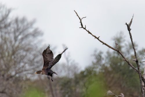 Z5E_1657_Nik-DeNoiseAI-low-light_Nik_DxO