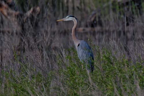Z5E_1720-NEF_DxO_DeepPRIME_Nik-DeNoiseAI-standard_Nik_DxO