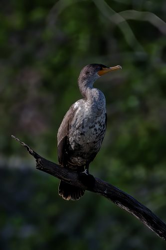 Z5E_1728-NEF_DxO_DeepPRIME_Nik-DeNoiseAI-standard_Nik_DxO