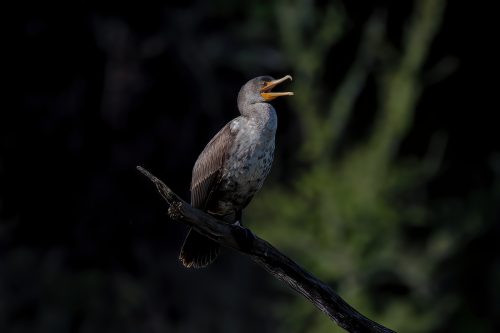 Z5E_1751-NEF_DxO_DeepPRIME_Nik-DeNoiseAI-standard_Nik_DxO