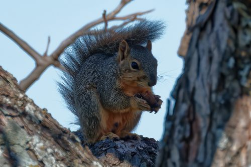 Z5E_1762-NEF_DxO_DeepPRIME_Nik-DeNoiseAI-standard_Nik_DxO