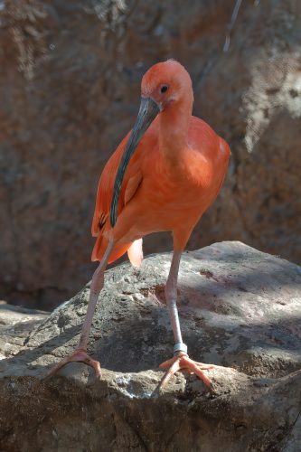 Z5E_1901-NEF_DxO_DeepPRIME_Nik-DeNoiseAI-standard_Nik_DxO