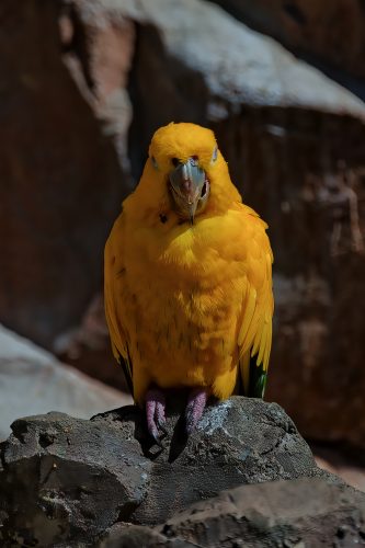 Z5E_1906-NEF_DxO_DeepPRIME_Nik-DeNoiseAI-standard_Nik_DxO