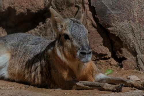 Z5E_1909-NEF_DxO_DeepPRIME_Nik-DeNoiseAI-standard_Nik_DxO