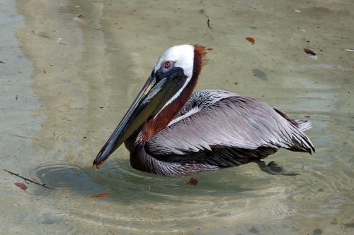 Z5E_1915-NEF_DxO_DeepPRIME_Nik-DeNoiseAI-standard_Nik_DxO