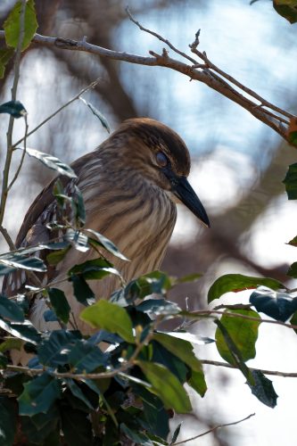 Z5E_1919-NEF_DxO_DeepPRIME_Nik-DeNoiseAI-standard_Nik_DxO