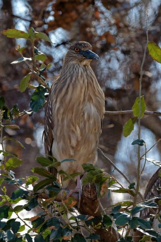 Z5E_1920-NEF_DxO_DeepPRIME_Nik-DeNoiseAI-standard_Nik_DxO