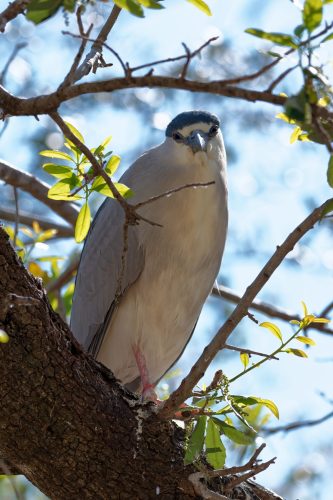 Z5E_1921-NEF_DxO_DeepPRIME_Nik-DeNoiseAI-standard_Nik_DxO