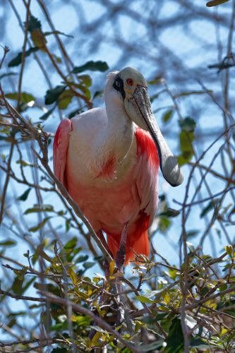Z5E_1922-NEF_DxO_DeepPRIME_Nik-DeNoiseAI-standard_Nik_DxO