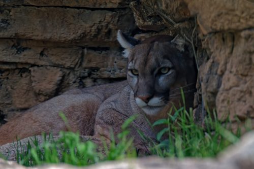 Z5E_1928-NEF_DxO_DeepPRIME_Nik-DeNoiseAI-standard_Nik_DxO