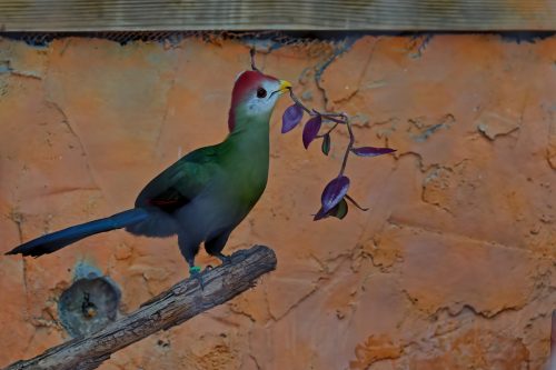 Z5E_1940-NEF_DxO_DeepPRIME_Nik-DeNoiseAI-standard_Nik_DxO