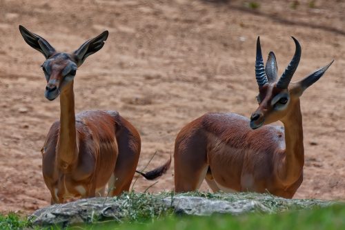 Z5E_1947-NEF_DxO_DeepPRIME_Nik-DeNoiseAI-standard_Nik_DxO