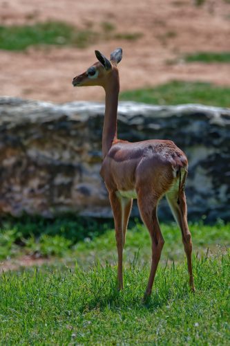 Z5E_1956-NEF_DxO_DeepPRIME_Nik-DeNoiseAI-standard_Nik_DxO