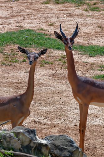 Z5E_1959-NEF_DxO_DeepPRIME_Nik-SharpenAI-Motion-DeNoiseAI-standard_Nik_DxO