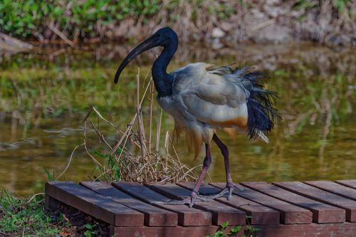 Z5E_1963-NEF_DxO_DeepPRIME_Nik-DeNoiseAI-standard_Nik_DxO