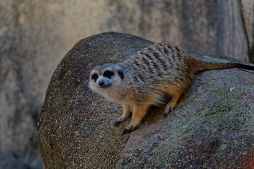 Z5E_1971-NEF_DxO_DeepPRIME_Nik-DeNoiseAI-standard_Nik_DxO