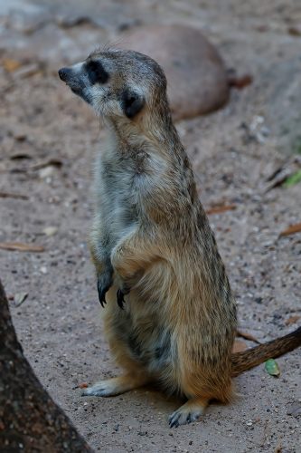 Z5E_1974-NEF_DxO_DeepPRIME_Nik-DeNoiseAI-standard_Nik_DxO