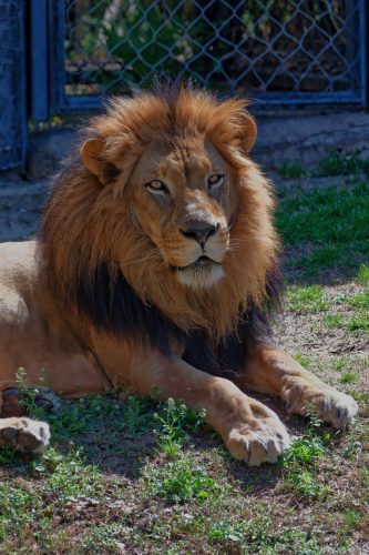 Z5E_1984-NEF_DxO_DeepPRIME_Nik-DeNoiseAI-standard_Nik_DxO