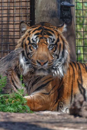 Z5E_1990-NEF_DxO_DeepPRIME_Nik-DeNoiseAI-standard_Nik_DxO