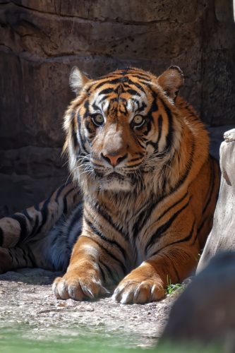 Z5E_1995-NEF_DxO_DeepPRIME_Nik-DeNoiseAI-standard_Nik_DxO