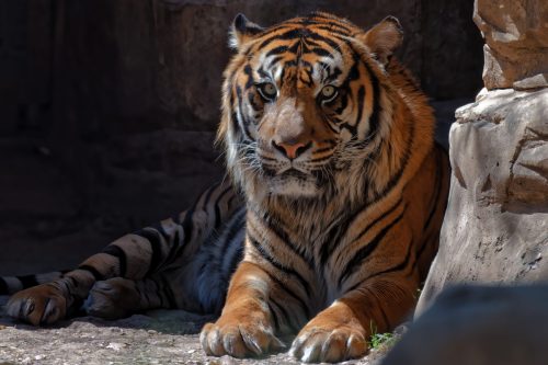 Z5E_1996-NEF_DxO_DeepPRIME_Nik-DeNoiseAI-standard_Nik_DxO