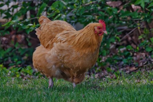 Z5E_1999-NEF_DxO_DeepPRIME_Nik-DeNoiseAI-standard_Nik_DxO