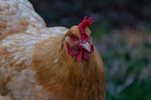 Z5E_2005-NEF_DxO_DeepPRIME_Nik-DeNoiseAI-standard_Nik_DxO