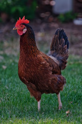 Z5E_2007-NEF_DxO_DeepPRIME_Nik-DeNoiseAI-standard_Nik_DxO