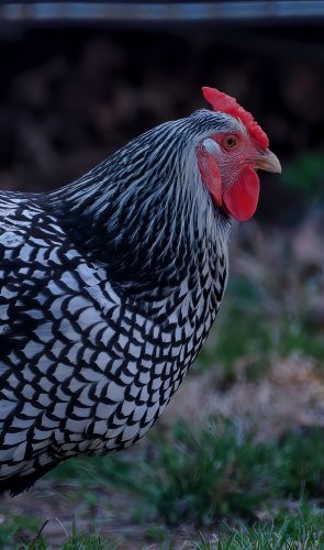 Z5E_2016-NEF_DxO_DeepPRIME_Nik-DeNoiseAI-standard_Nik_DxO