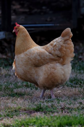 Z5E_2020-NEF_DxO_DeepPRIME_Nik-DeNoiseAI-standard_Nik_DxO