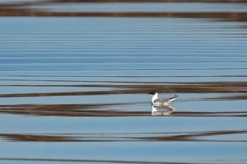 Z5E_2044_Nik-DeNoiseAI-standard_Nik_DxO