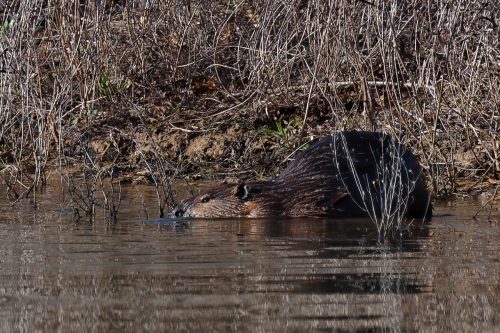 Z5E_2088_Nik-DeNoiseAI-standard_Nik_DxO