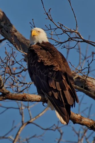 Z5E_2141_Nik-DeNoiseAI-standard_Nik_DxO